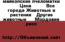  майкопские пчеломатки F-1  › Цена ­ 800 - Все города Животные и растения » Другие животные   . Мордовия респ.